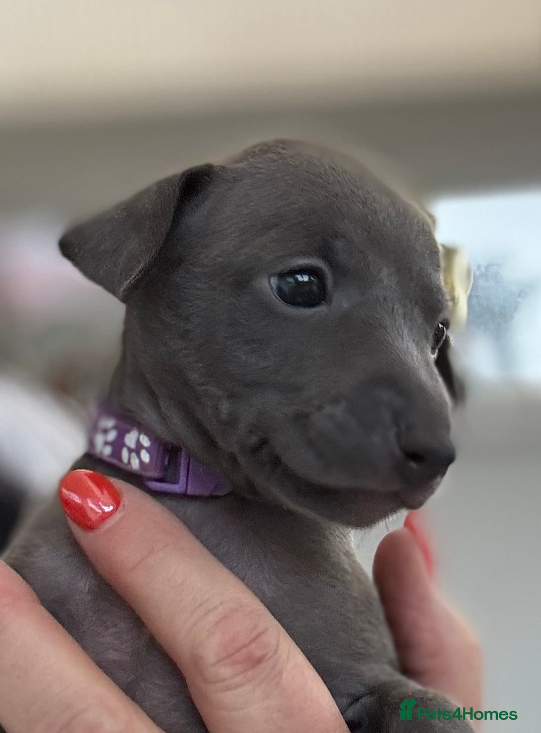 Italian Greyhound dogs for sale: Beautiful Italian Greyhound puppies - Image 17