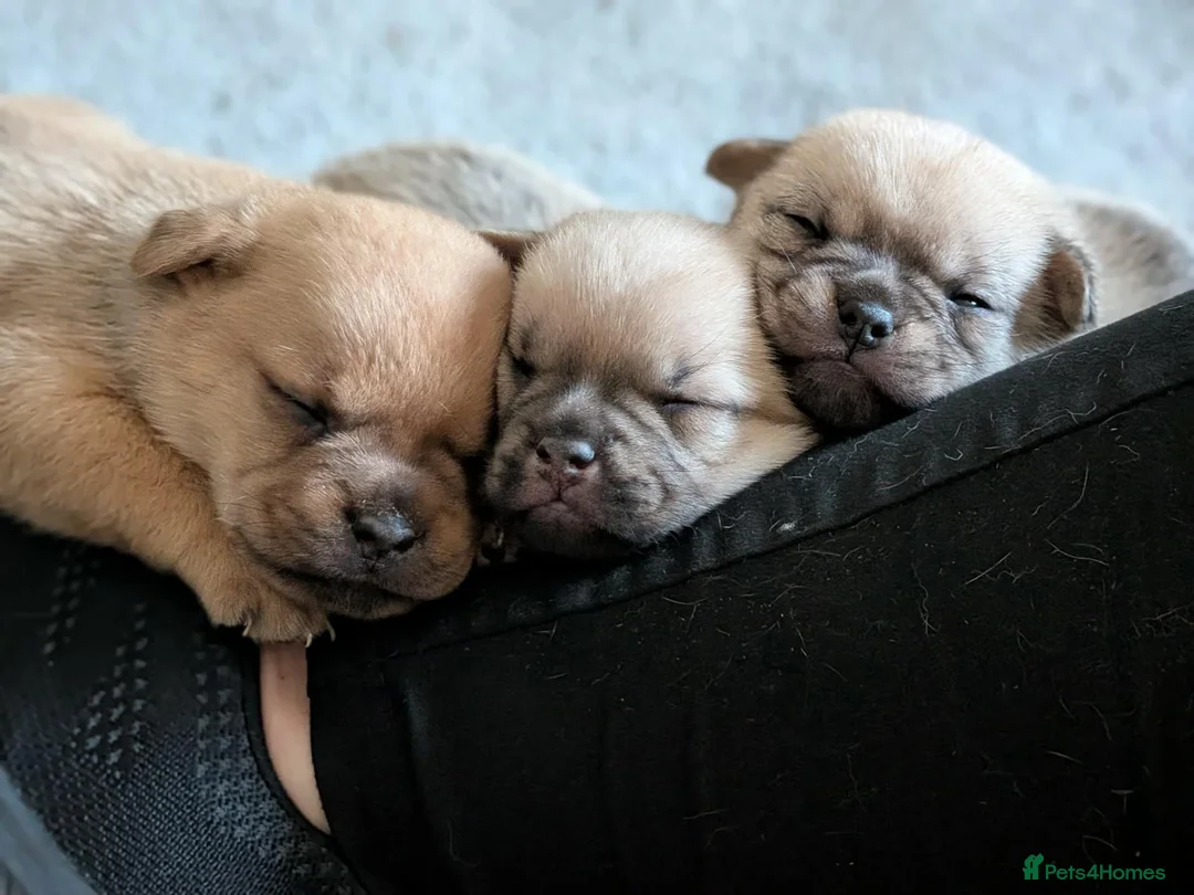 Mixed Breed dogs for sale: Frug cross pomeranian puppies  in Nottingham - Advert 16