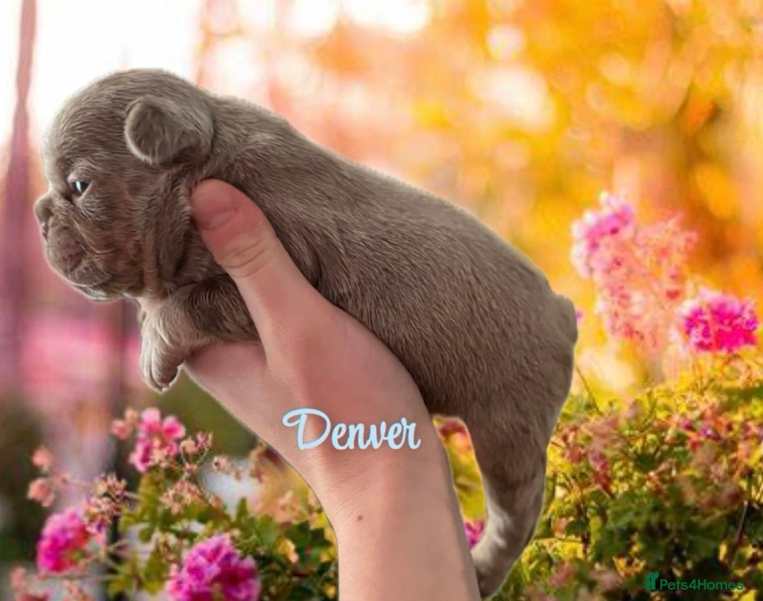 French Bulldog dogs for sale: Kc registered new shade french bulldog puppies  - Advert 15