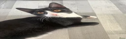 Mixed Breed cats for sale: Female kitten in Cardiff - Advert 1