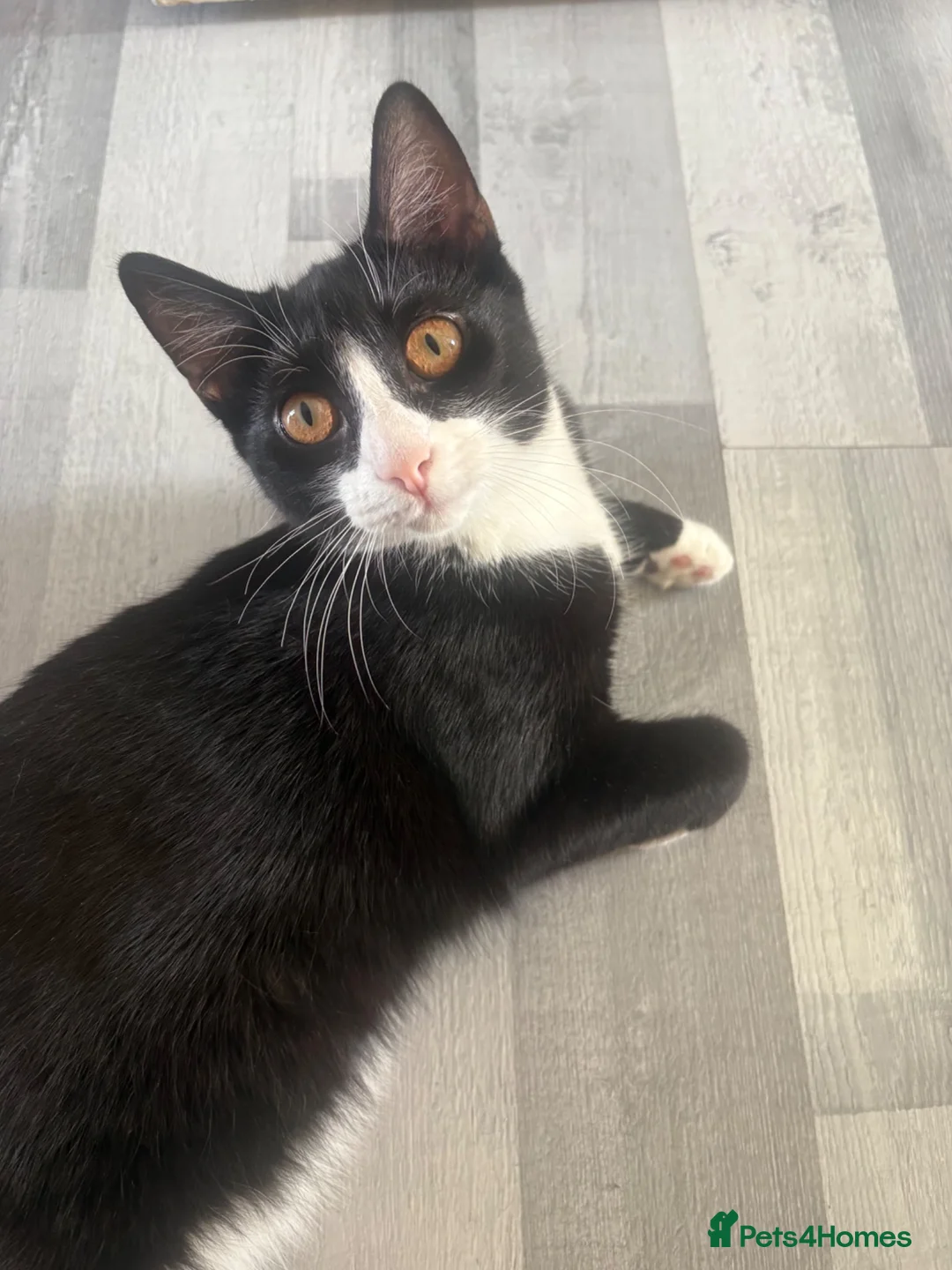 Mixed Breed cats for sale: Female kitten in Cardiff - Advert 1