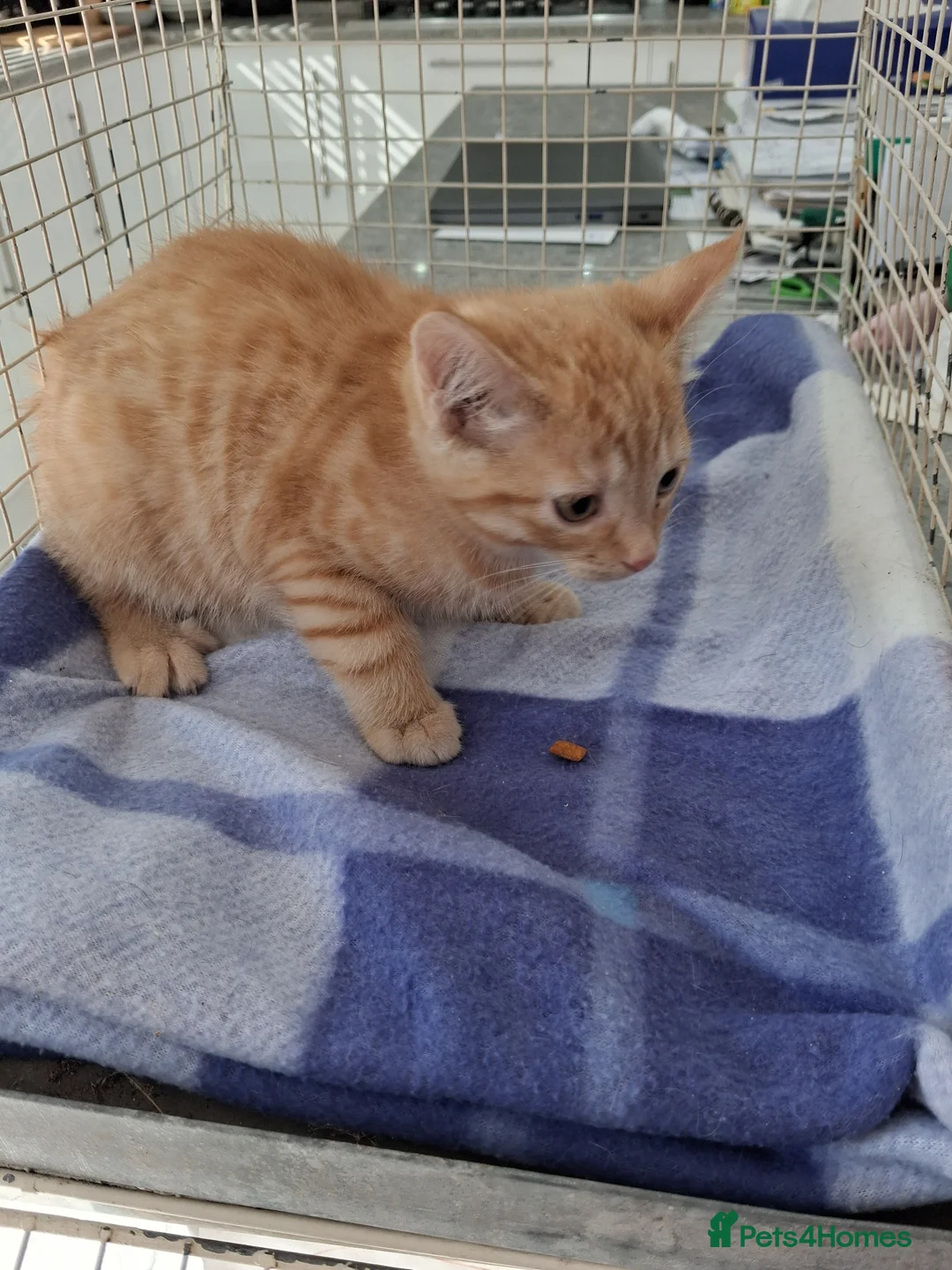 Mixed Breed cats for sale: Gorgeous  kittens - Advert 7