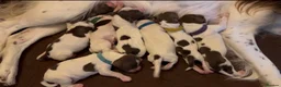 Springador dogs for sale: Meet the Family - Advert 16