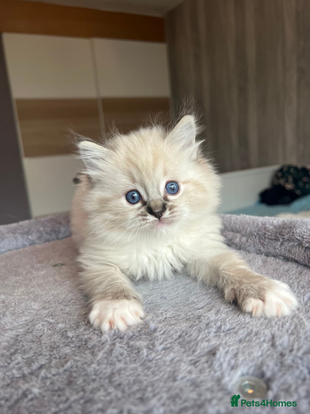 Ragdoll cats for sale: GCCF Ragdoll kittens for sale - Advert 28