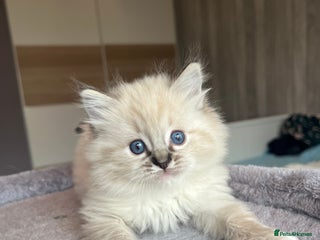 Ragdoll cats GCCF Ragdoll kittens for sale - Advert 1
