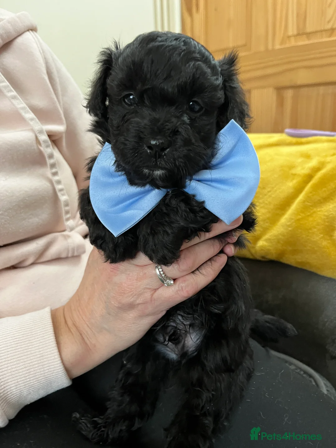 Maltipoo dogs for sale: 🐾Maltipoo Puppies🐾 in Abingdon - Advert 11
