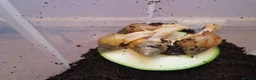 Snails invertebrates for sale: Giant Albino African Land Snail Babies  - Advert 5
