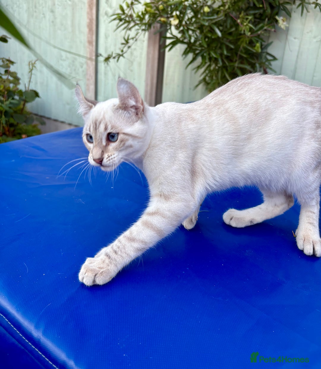 Savannah cats for sale: Superb polydactyl curled eared snow leopard  - Image 19
