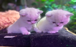 Munchkin cats for sale: Full Pedigree Munchkin kittens - Image 17