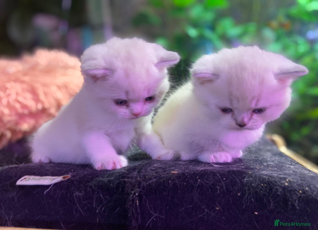Munchkin cats for sale: Full Pedigree Munchkin kittens - Image 17