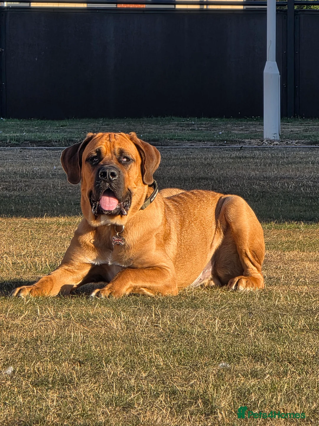 Mixed Breed dogs for sale: Meet Rolo - Advert 4