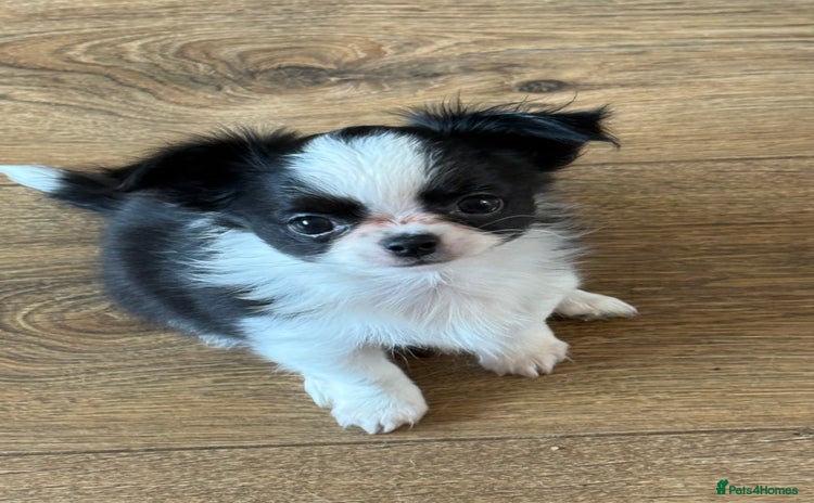 Chihuahua dogs - Advert 15