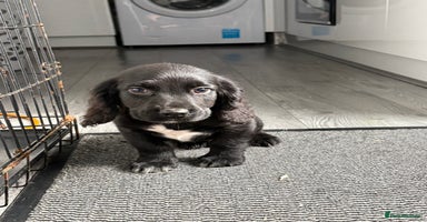 Cocker Spaniel dogs - Advert 8