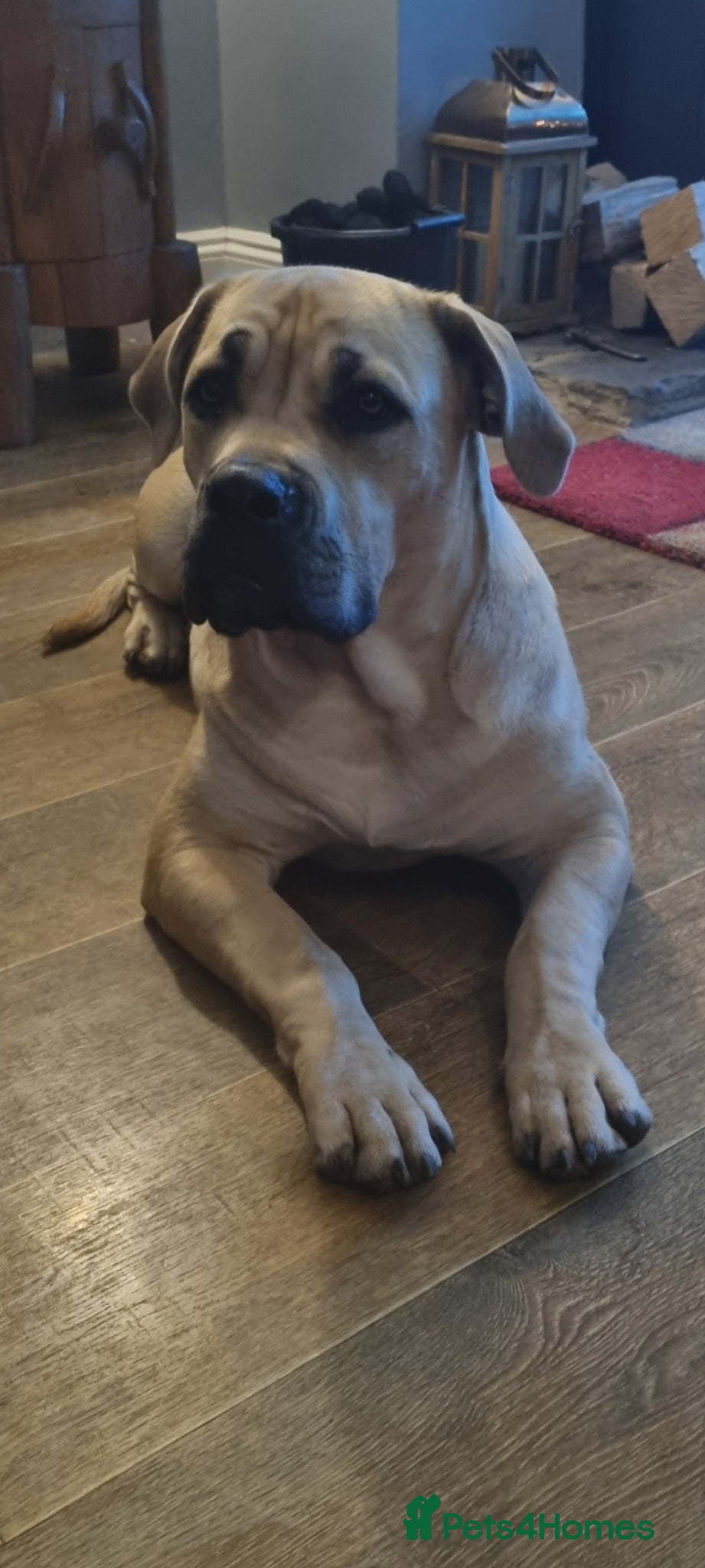 Boerboel dogs South African Boerboels  - Advert 1