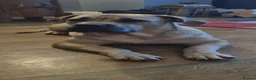 Boerboel dogs for sale: South African Boerboels  - Advert 1