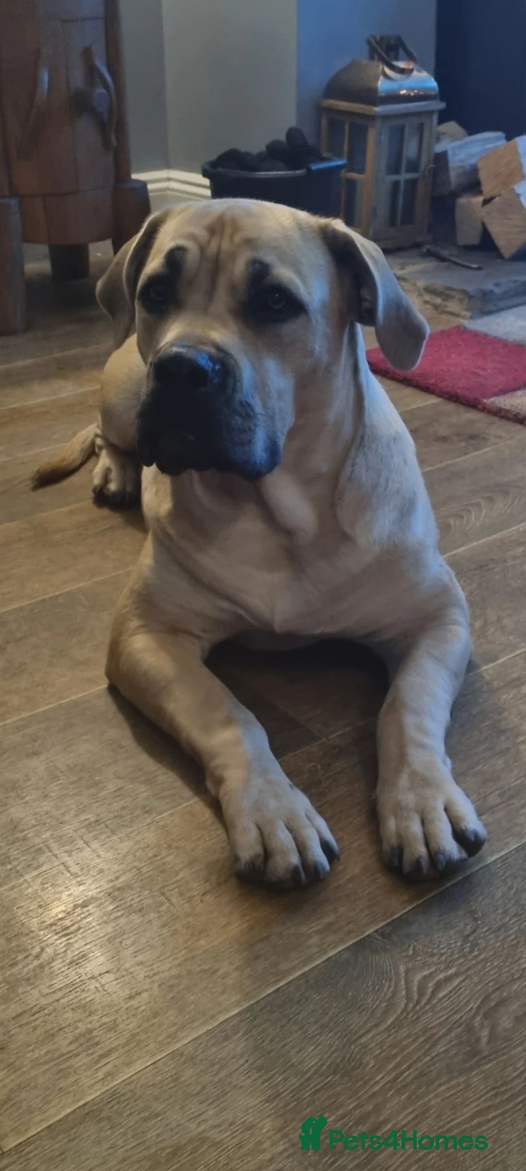 Boerboel dogs for sale: South African Boerboels  - Advert 1