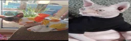 Sphynx cats for sale: BABY SPHYNX  in Blackpool - Advert 4