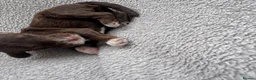 Cockapoo dogs for sale: F2 Cockapoo  in Cannock - Advert 21