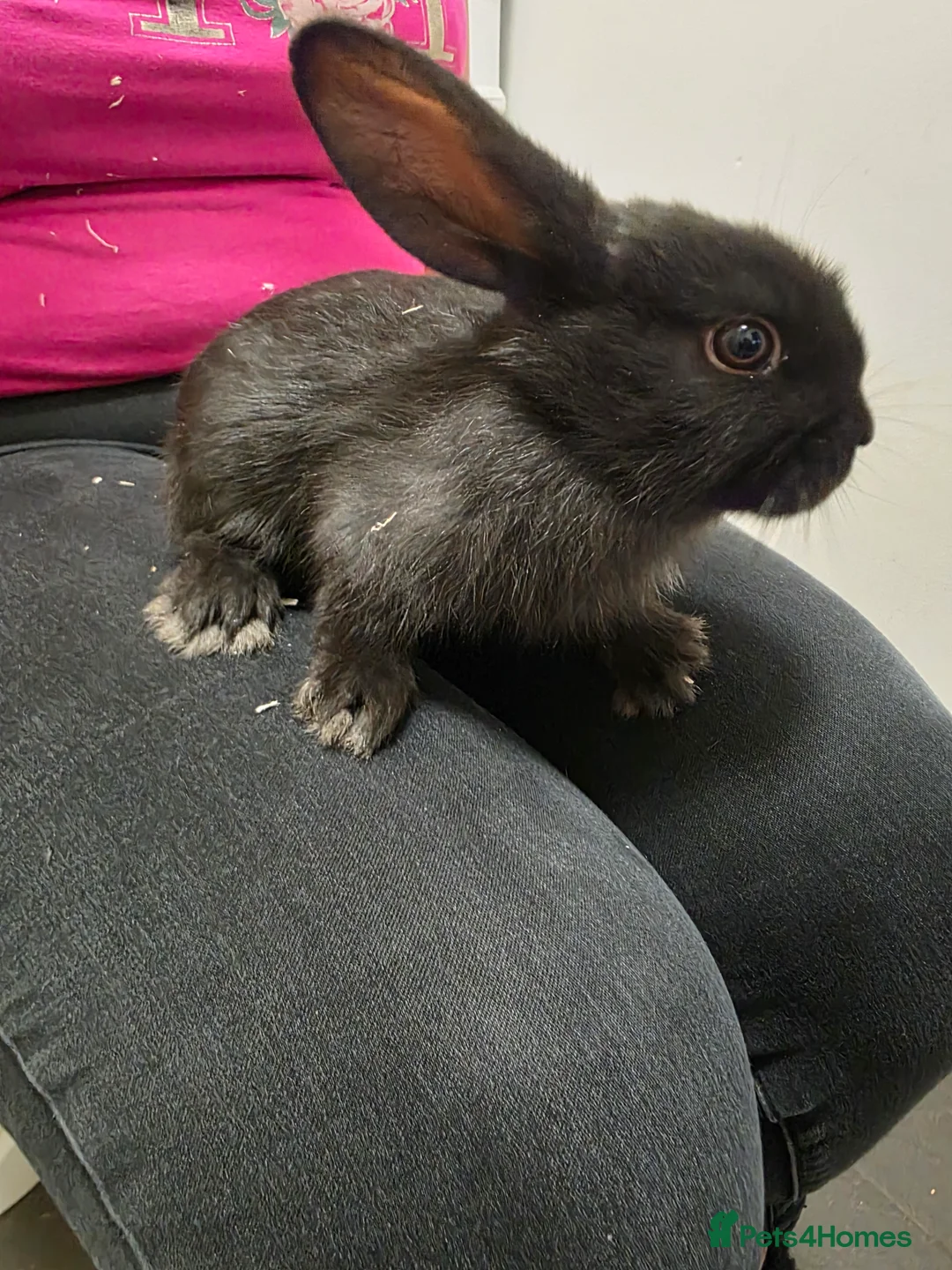 Mixed Breed rabbits for sale: Rabbits in Coventry - Advert 1