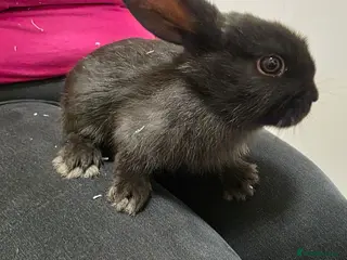 Mixed Breed rabbits Rabbits in Coventry - Advert 1