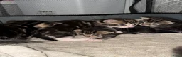 Domestic Shorthair cats for sale: Kittens - Advert 11