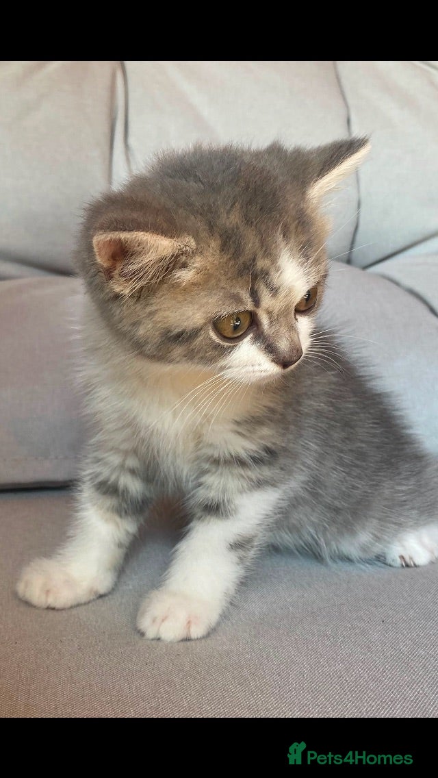 Mixed Breed cats Mixed pedigree kittens ONE LEFT - Advert 2