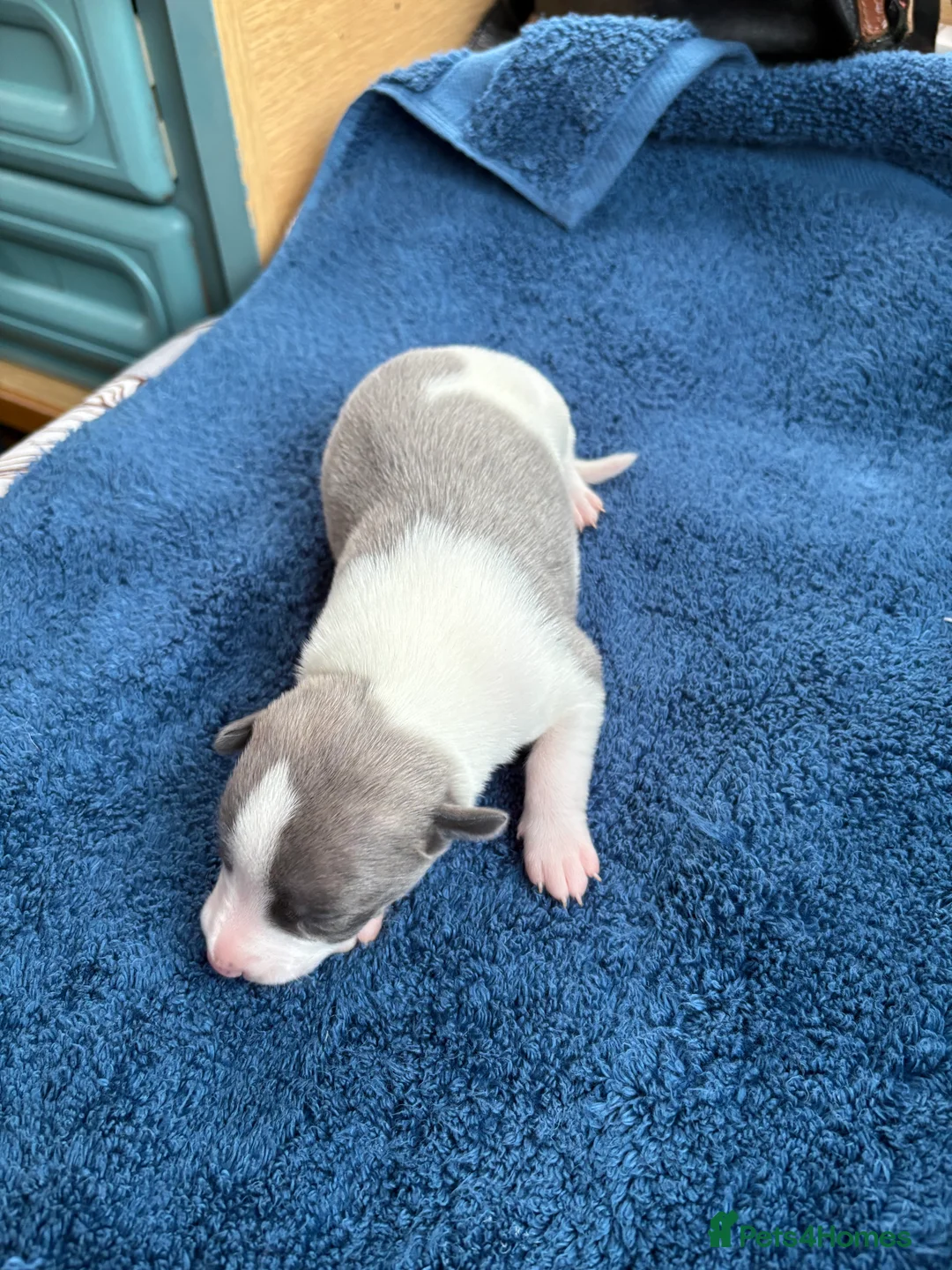 Whippet dogs for sale: 💕⭐️KC WHIPPET PUPS⭐️ 💕 - Advert 13