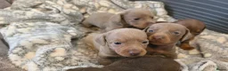 Miniature Dachshund dogs for sale: KC Registered Miniature Dachshund Puppies  - Advert 3