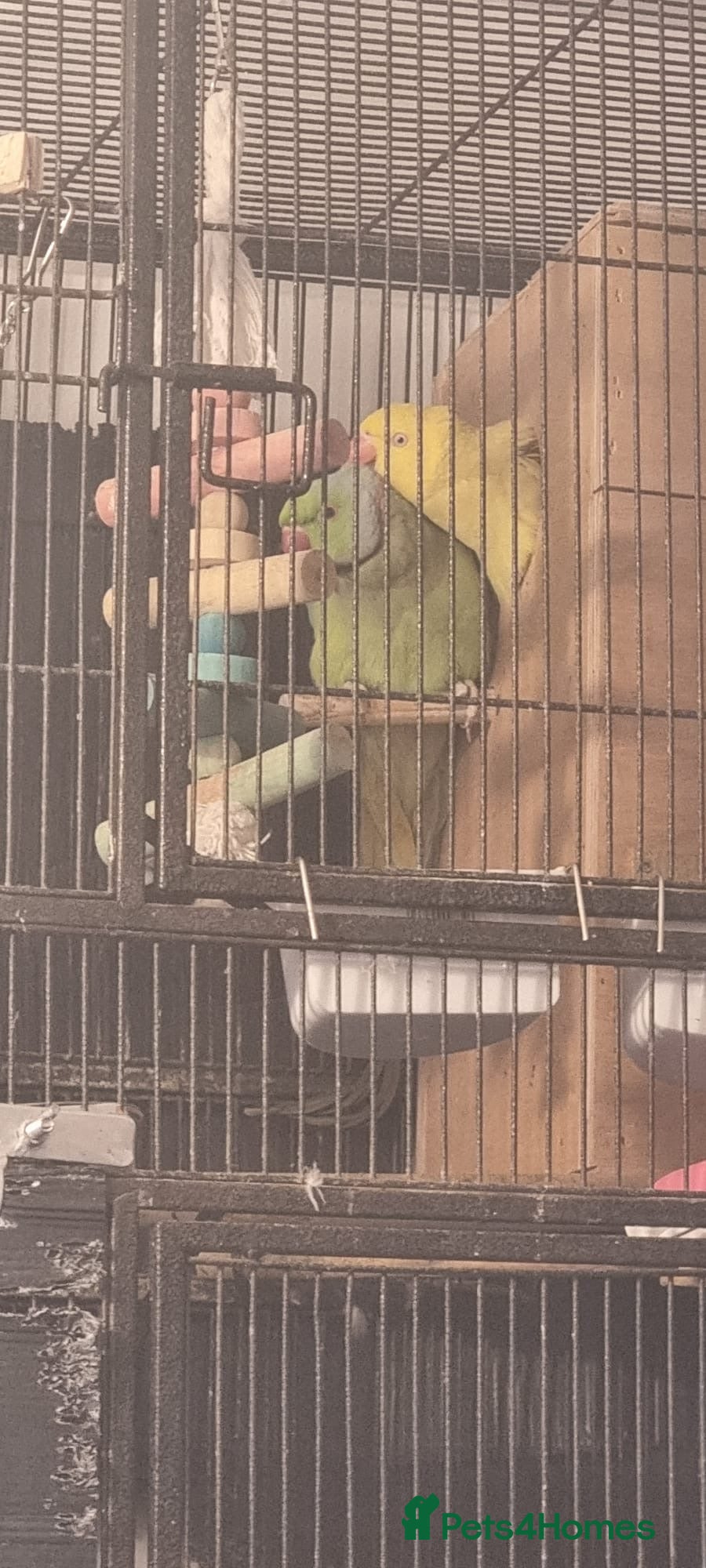 Ringnecks birds Yellow and green Ringneck  - Advert 9