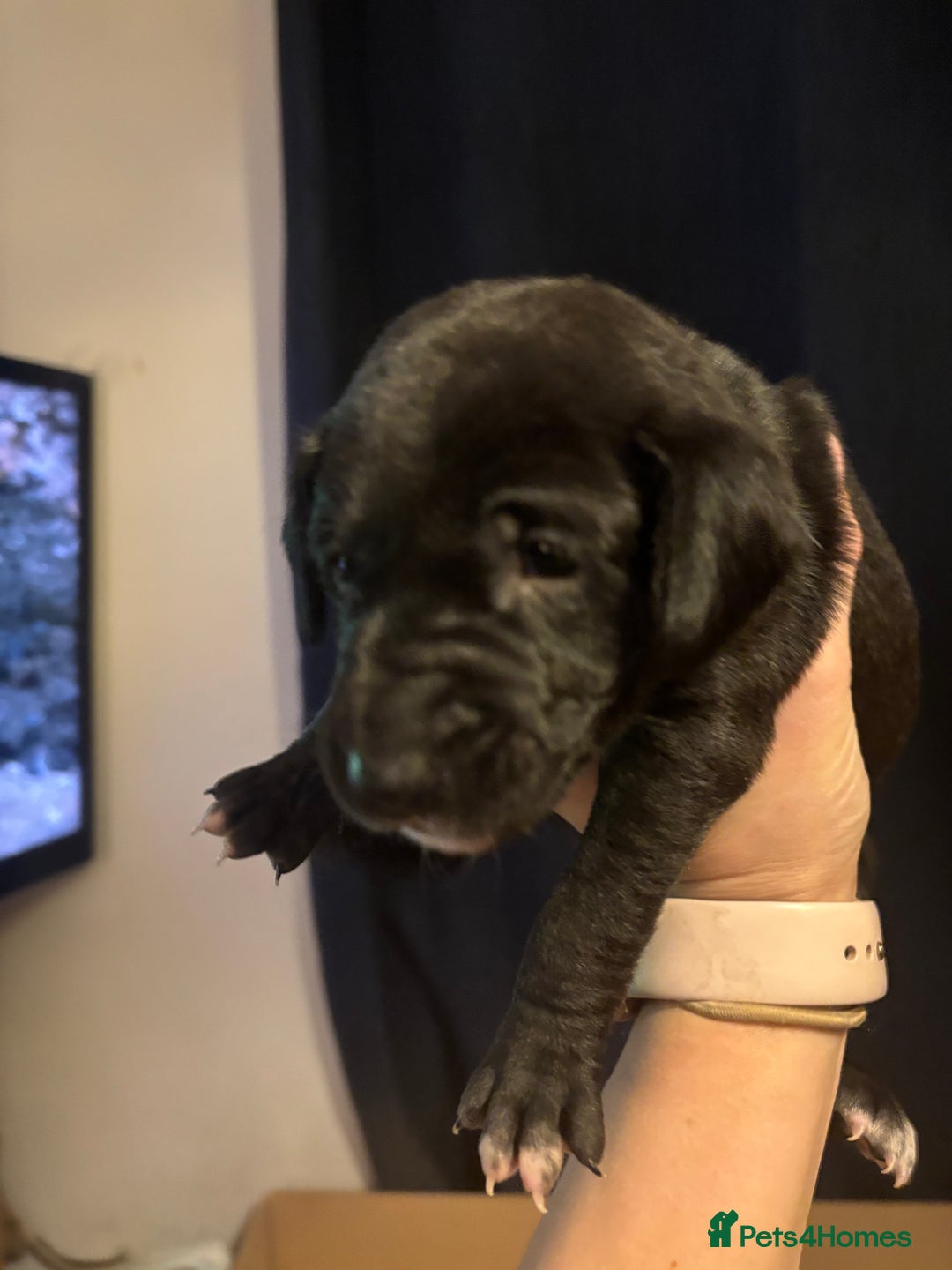 Mixed Breed dogs for sale: 1/4 Dalmatian x 3/4 Labrador  - Advert 13