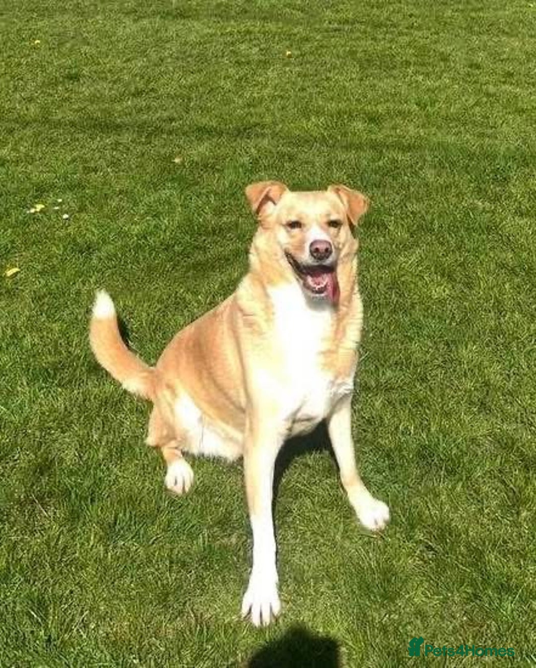 Mixed Breed dogs for adoption: Ava - over 1000 days in kennels 💔 - Advert 6