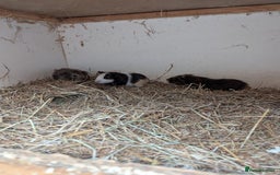 Guinea Pig rodents for sale: Male guinea pigs - Image 2
