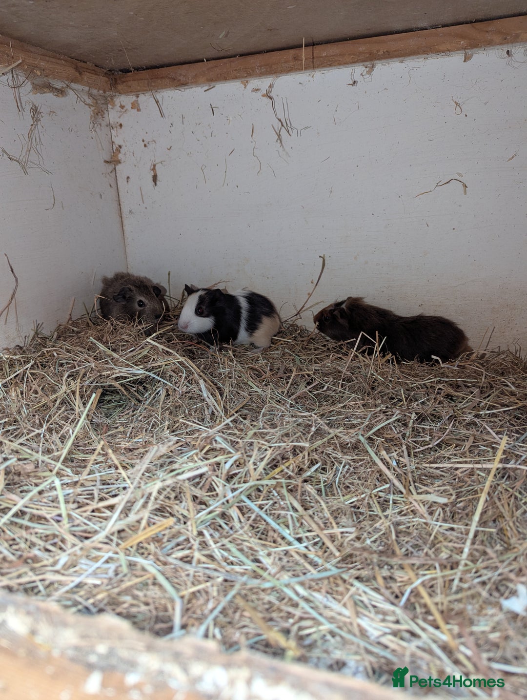 Guinea Pig rodents for sale: Male guinea pigs - Image 2