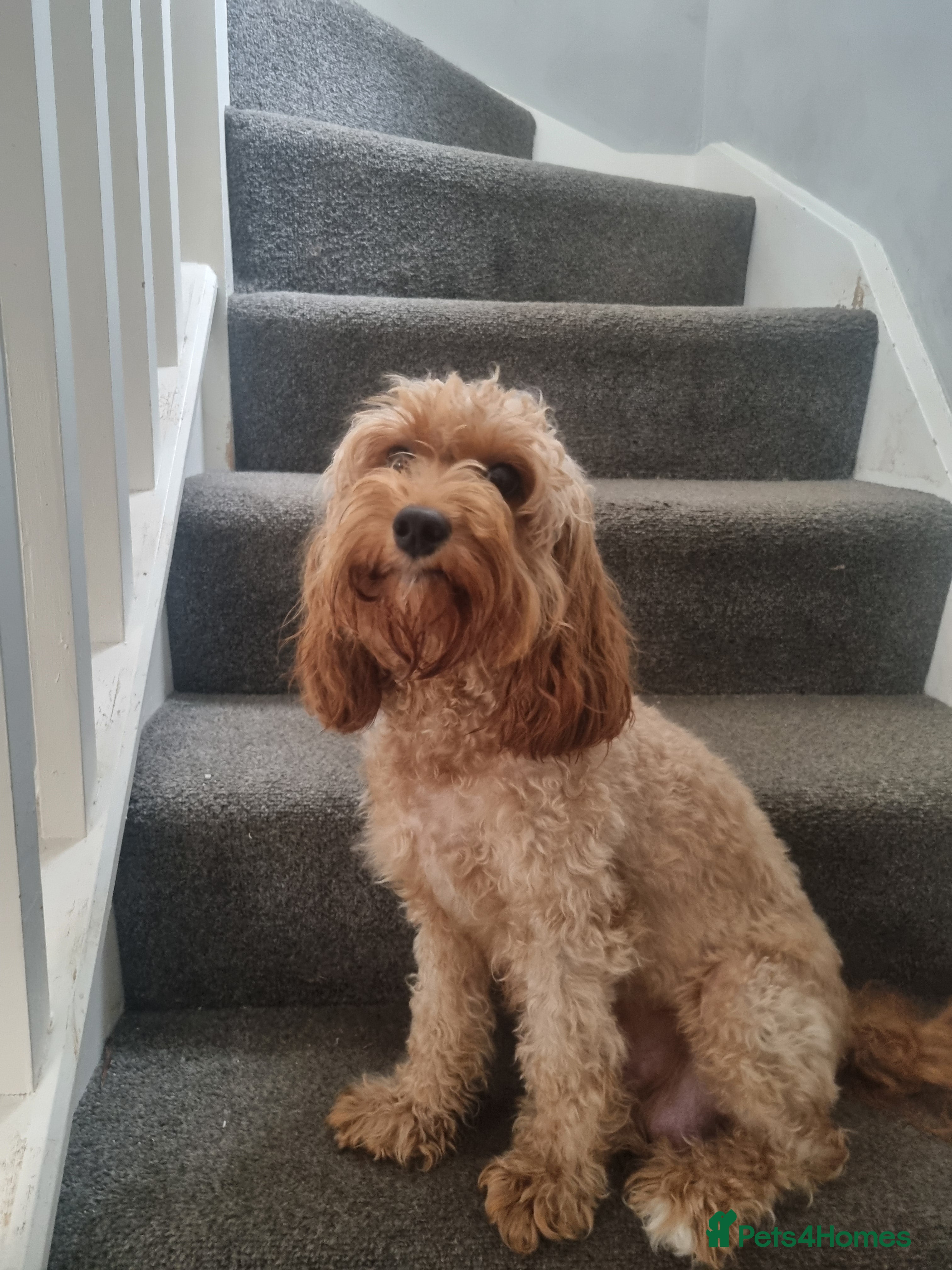 Cavapoo dogs Puppies for sale - Advert 1