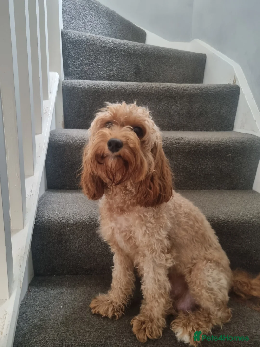 Cavapoo dogs for sale: Puppies for sale in Swansea - Advert 1