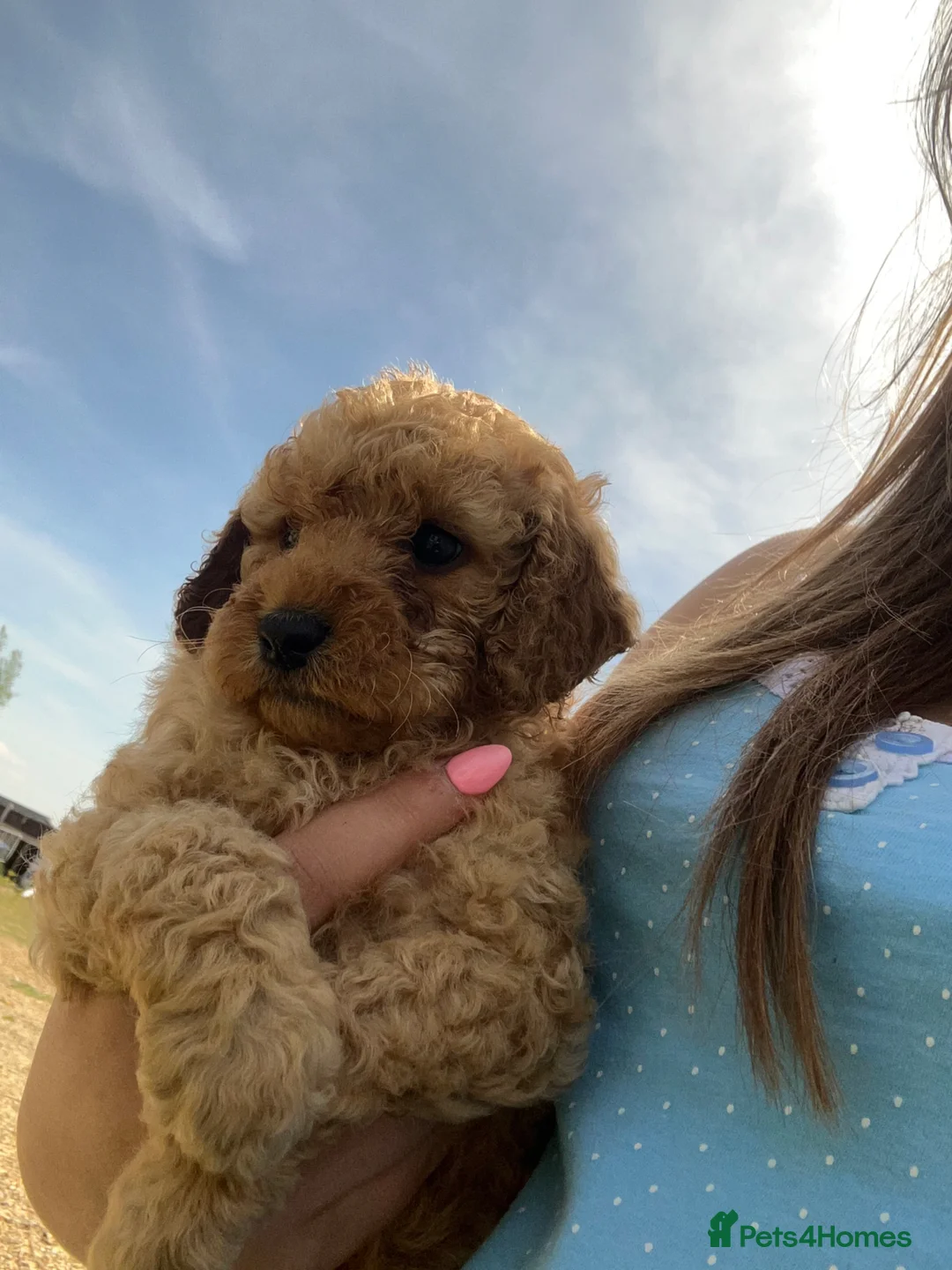 Cockapoo dogs for sale: Teddy bear cockapoos  - Advert 30