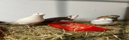 Quail poultry for sale: Mixed Quails for sale  - Advert 4