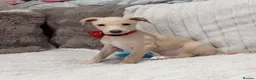 Italian Greyhound dogs for sale: Gorgeous KC Italian Greyhound Puppies - Advert 8