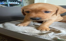 Mixed Breed dogs for sale: 3/4 Red Labrador 1/4 Golden Retriever  - Image 9
