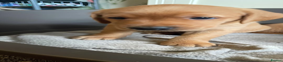 Puppy 4