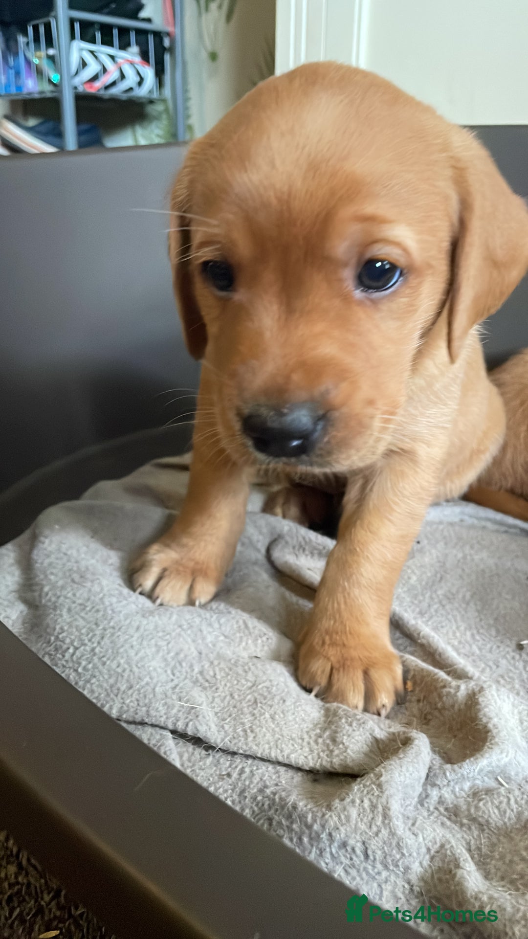 Mixed Breed dogs for sale: 3/4 Red Labrador 1/4 Golden Retriever  - Image 9