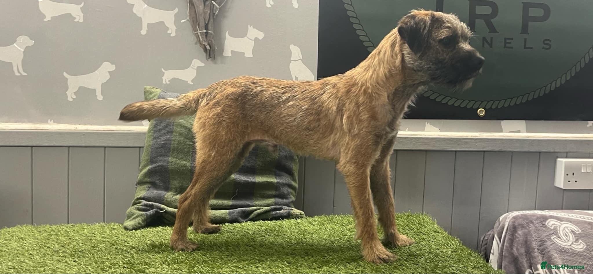 Border Terrier dogs BEAUTIFUL BORDER TERRIER PUPPIES  - Advert 2