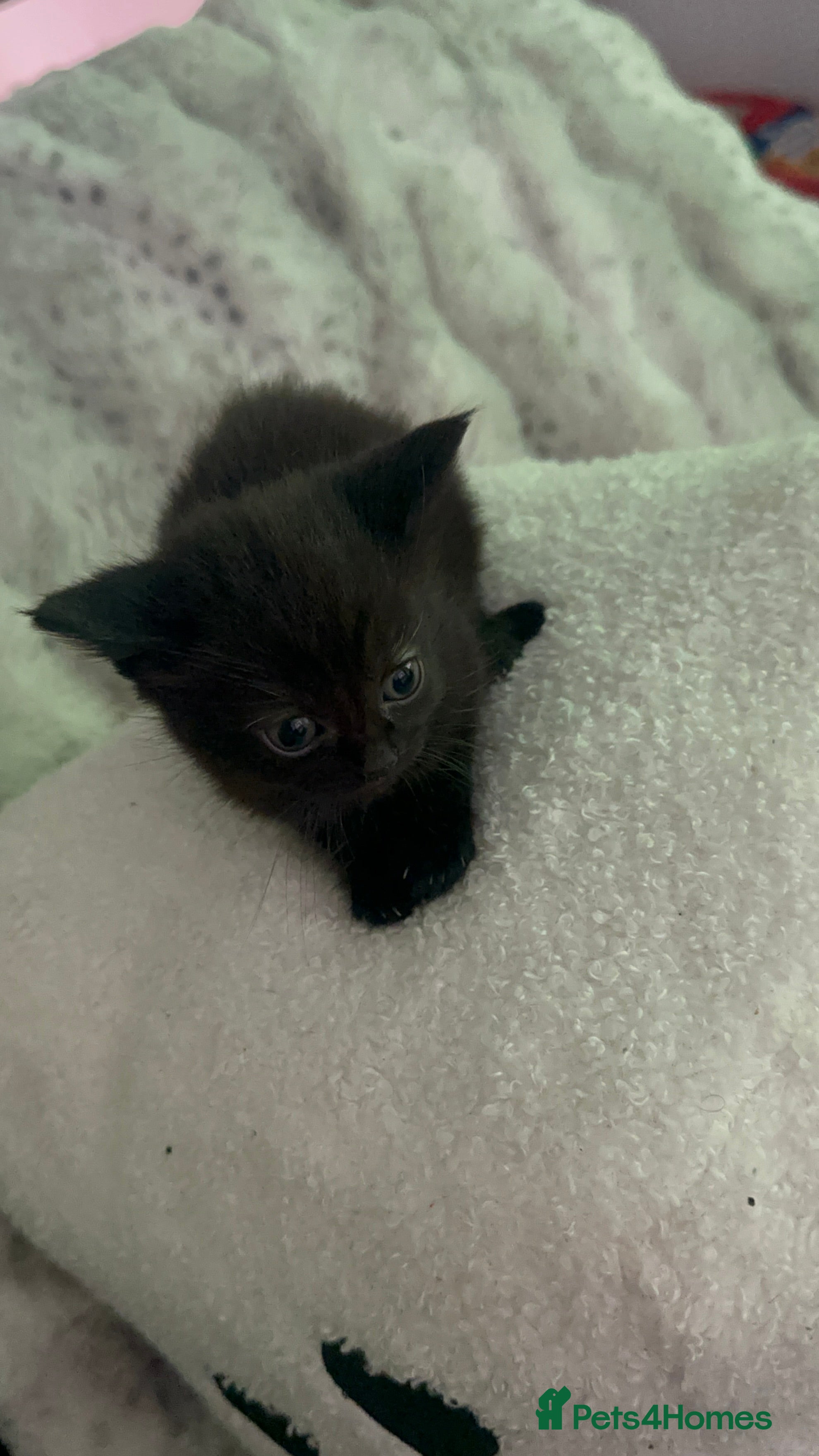 Domestic Shorthair cats 3 Beautiful Black & White Kittens🐈‍⬛ - Advert 2