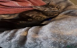Domestic Shorthair cats for sale: 3 female kittens  - Image 7