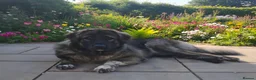 Caucasian Shepherd Dog dogs for sale: Caucasian Shepherd Puppies  - Advert 12