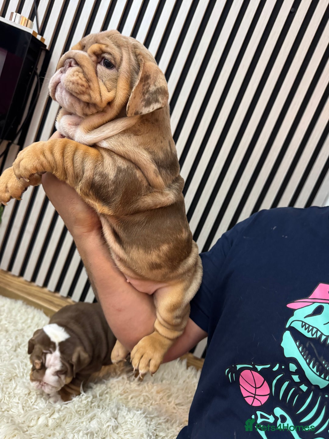 English Bulldog dogs for sale: Our girls looking for a warm sofa and full love ❤️ - Advert 15