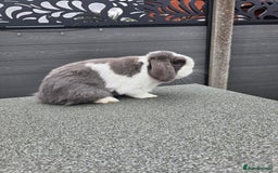 Mini Lop rabbits for sale: Wait list pure bred minilops - Image 5