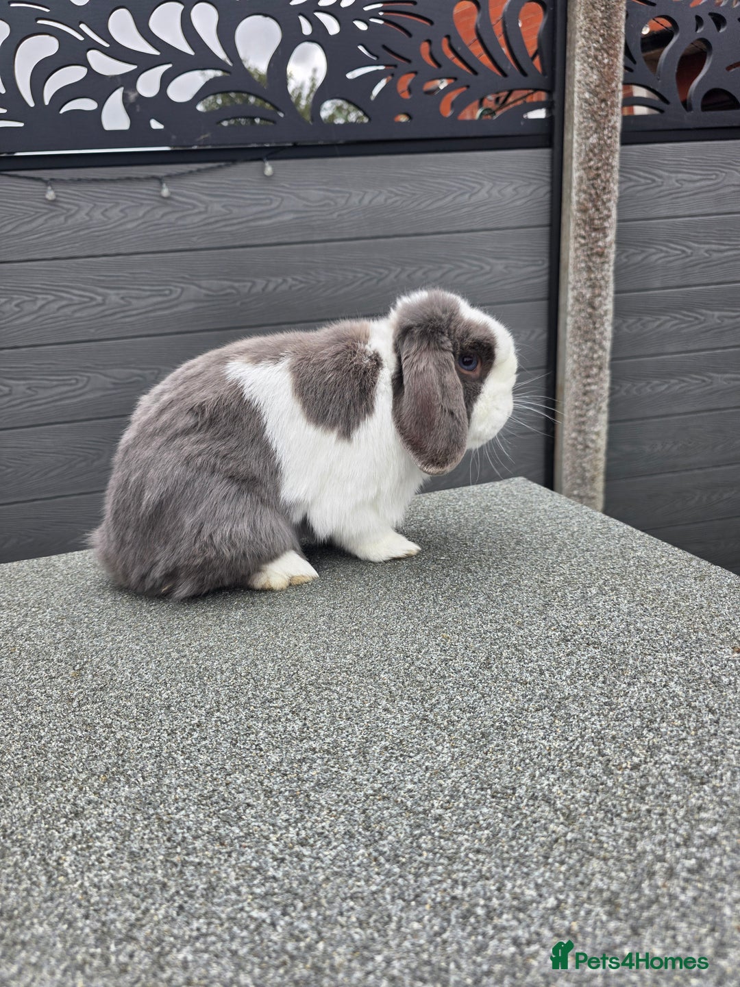 Mini Lop rabbits for sale: Wait list pure bred minilops - Image 5