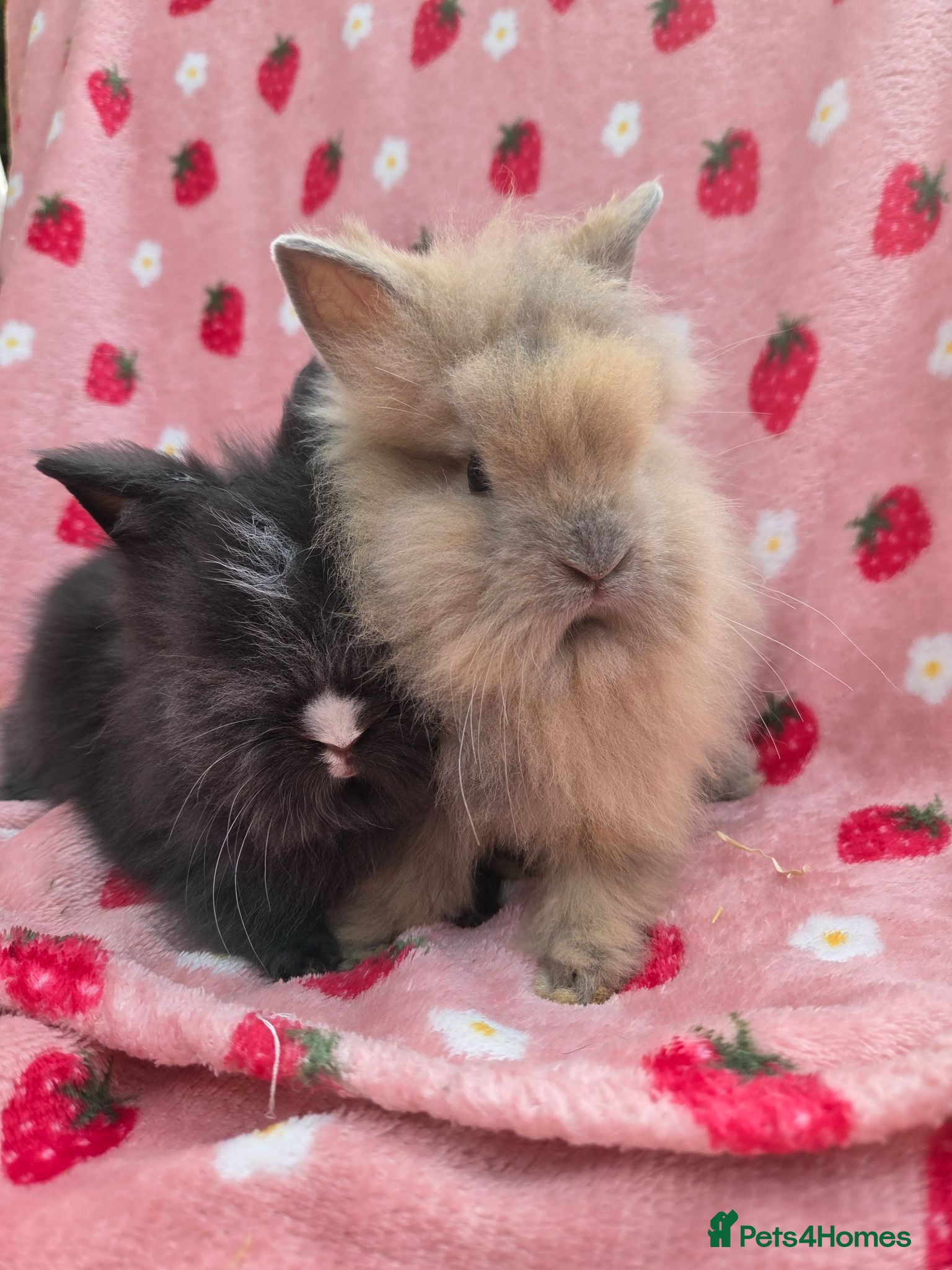 Lionhead rabbits Fluffy Teddy lion head x Angora ☆8weeks ready now - Advert 2