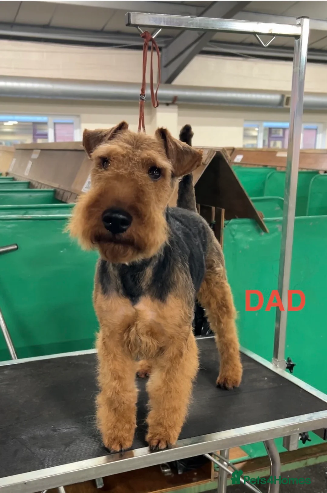 Welsh Terrier dogs for sale: Top Quality KC Reg, PLL Clear Welsh Terrier Pups - Advert 2